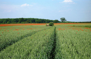 Field